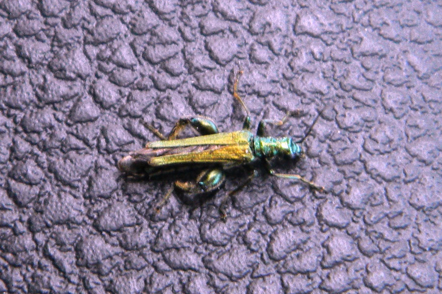 Oedemera nobilis?